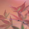 花便り　- 淡く染まりし -