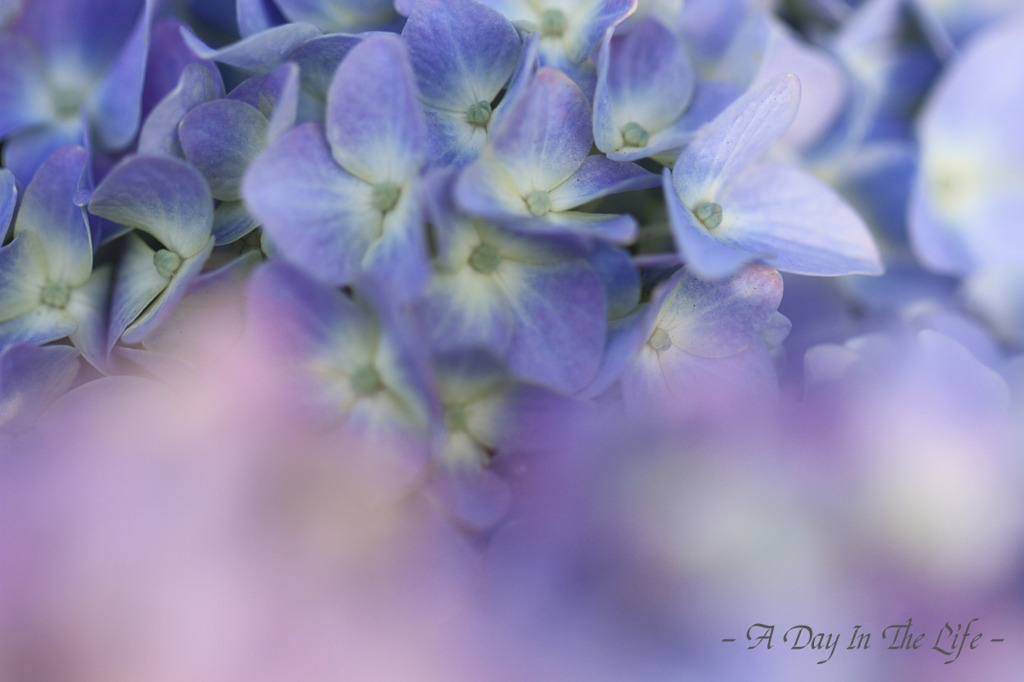 薄紫の紫陽花