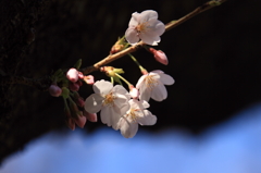 桜樹
