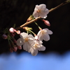 桜樹