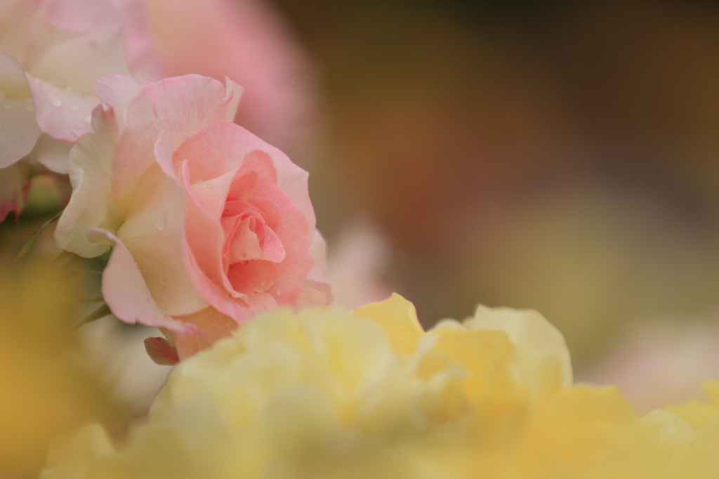 薔薇　- Pink & Yellow -