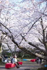 さくらきれいねー