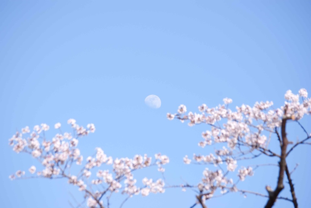 月とさくら