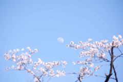 月とさくら