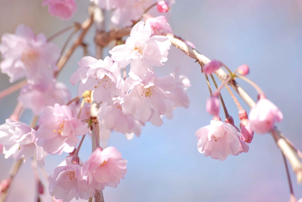 ふんわりさくら