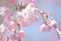 ふんわりさくら