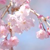 ふんわりさくら