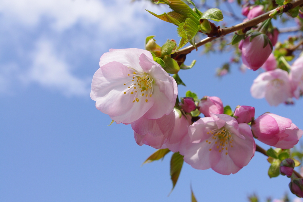 横輪桜
