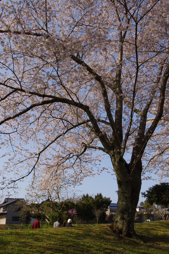 大きな桜の木の下で