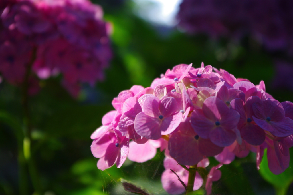 ７月の紫陽花