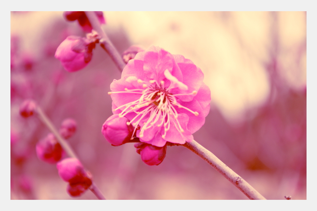 花梅