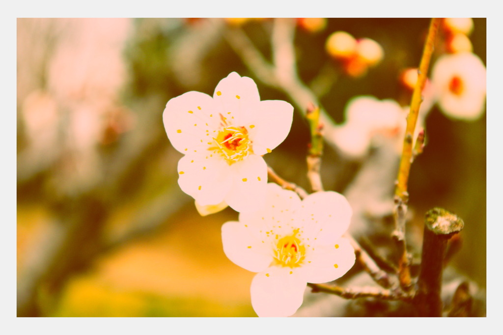 花梅