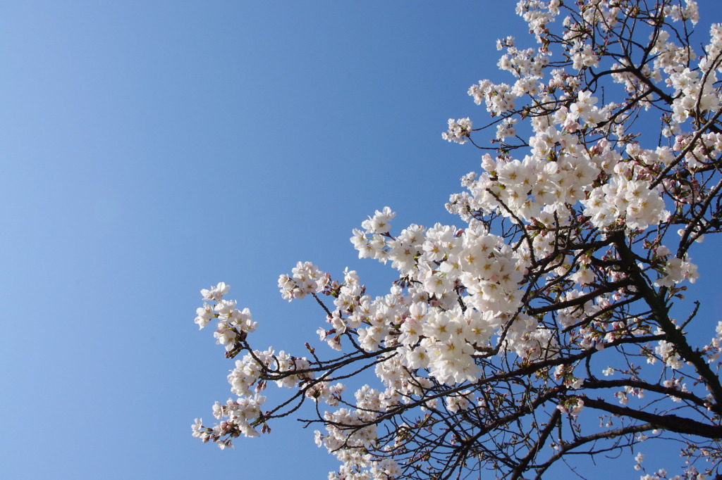 空に向かって