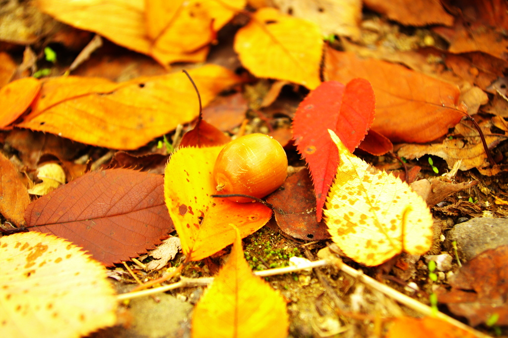 どんぐりころころ