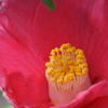 椿