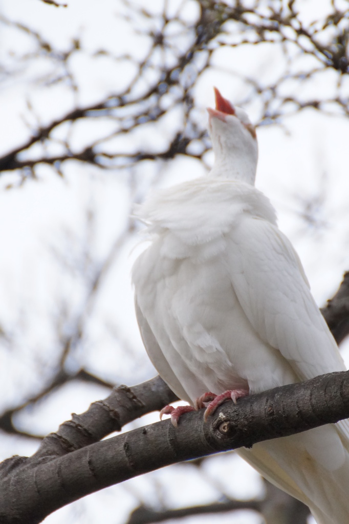 ほ～ほけきょ？