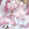 本年度最後の桜