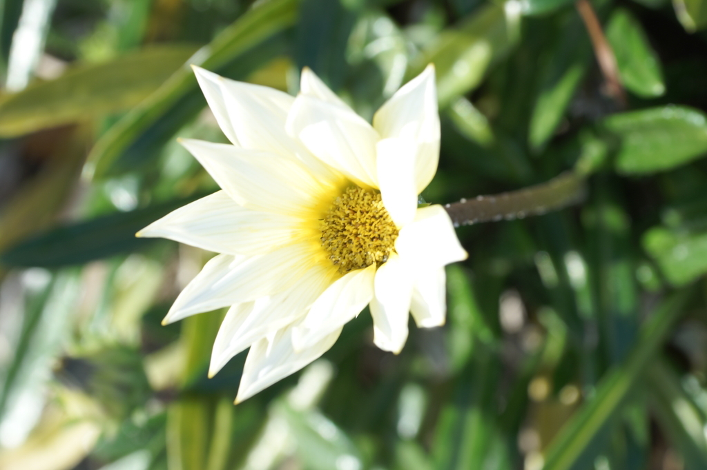 一輪の花