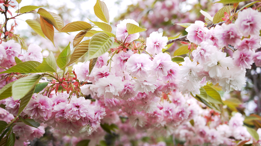 spring