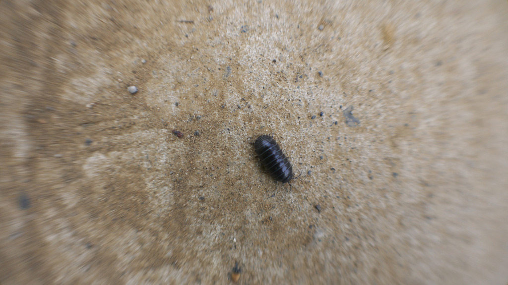 pill bug 