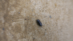 pill bug 