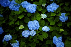 Hydrangea