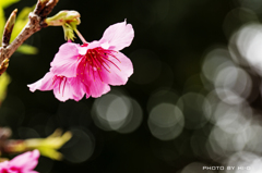 桜の唄