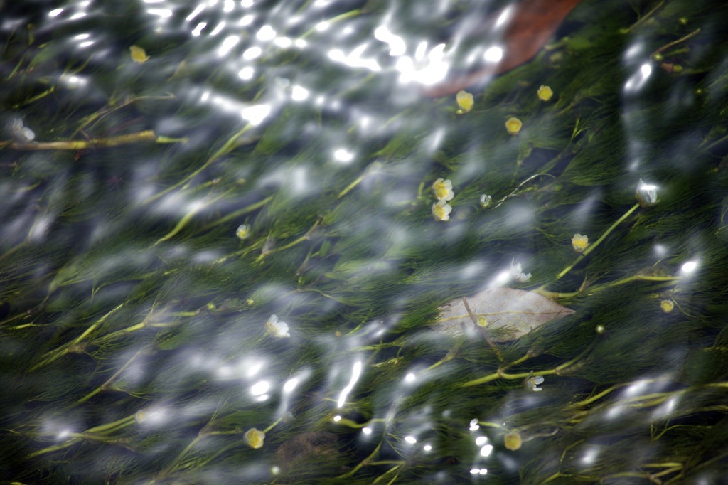 Flowers in the Water