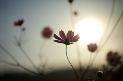 秋桜