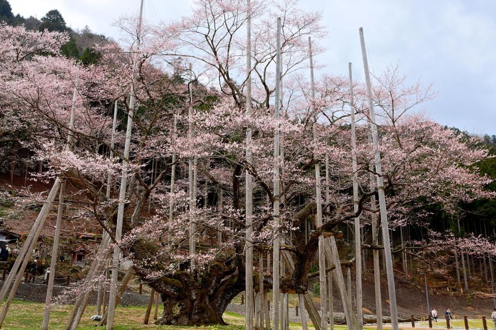 淡墨桜