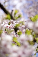 sakura