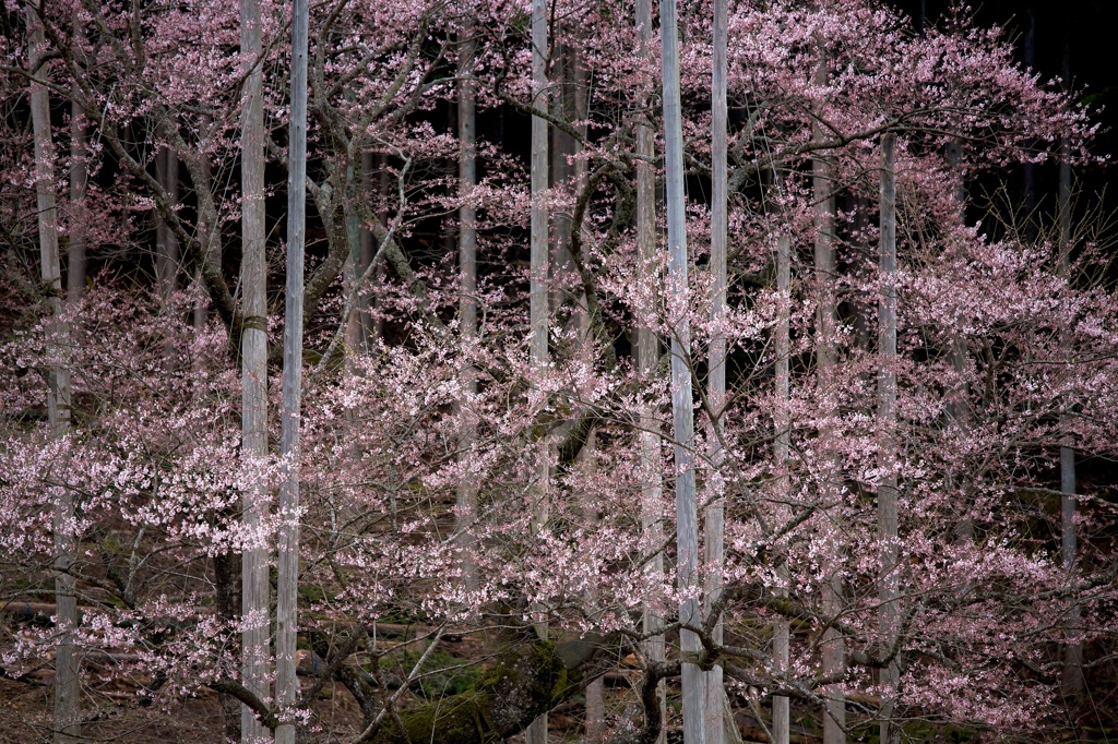 1500年の時を越えて