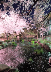 夜桜円舞