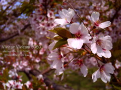 桜桜桜