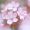 今年も、この季節が。