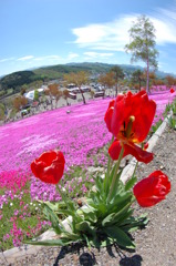 滝上芝桜