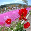 滝上芝桜