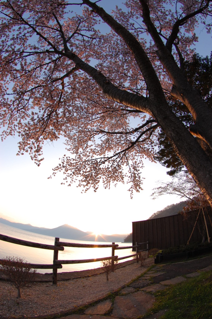 支笏湖no桜