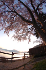 支笏湖no桜