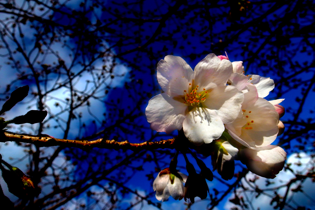 青空の中の桜