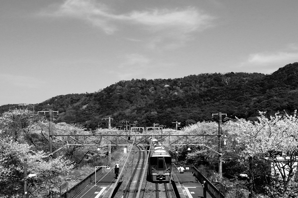 桜の中を走る225系