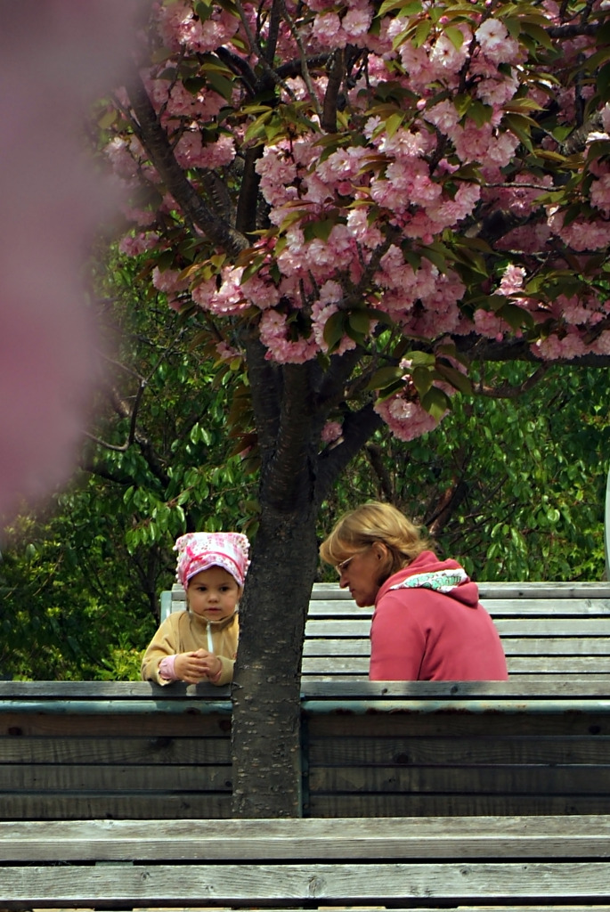 桜の木の下で