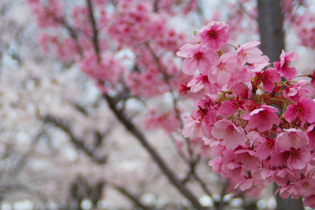 さくら・桜