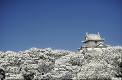 雪の和歌山城