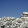 雪の和歌山城