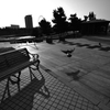 朝の公園