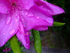 雨agari