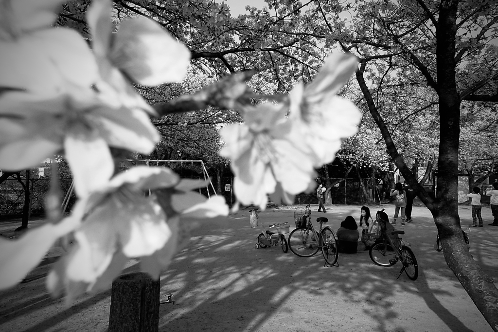 桜の下で遊ぶ子供達