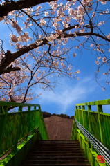 桜と連絡橋