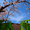 桜と連絡橋
